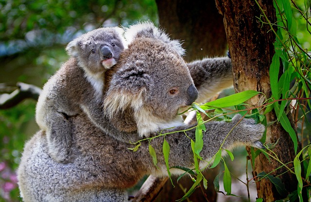 Two koalas eating from a gum tree