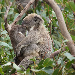 Nooka, female and female joey