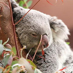 Oliver the Koala