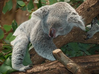 Koala bear in a tree