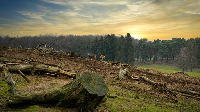 deforestation in Australia