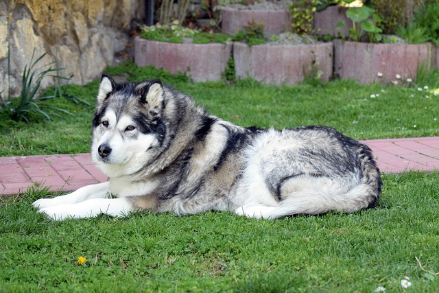 Alaskan Malamute in a Backyard