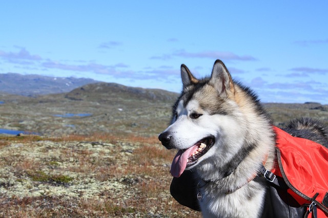 Alaskan Malamute on a Mountain