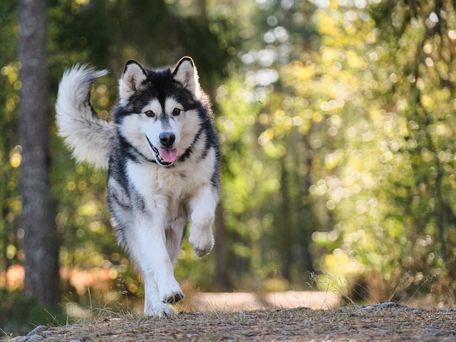 Alaskan Malamute in the woods
